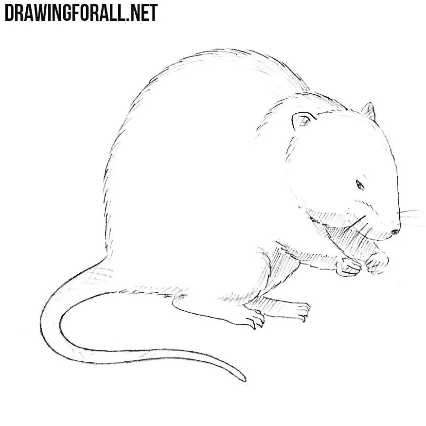How to Draw a Muskrat