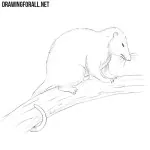 How to Draw an Opossum