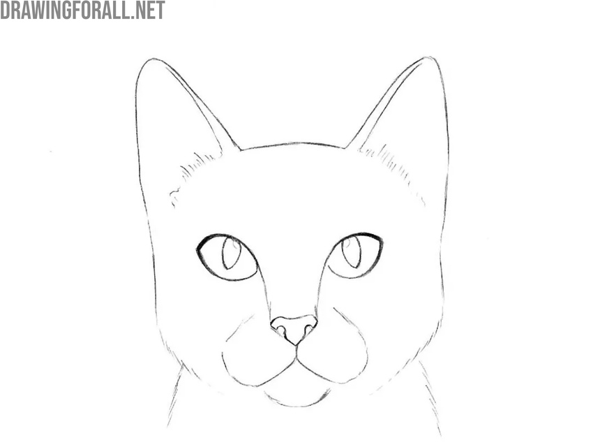 Draw the outlines of the cat head in detail