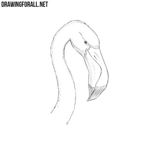 how to draw a Flamingo Head