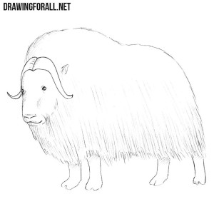 How to Draw a Muskox