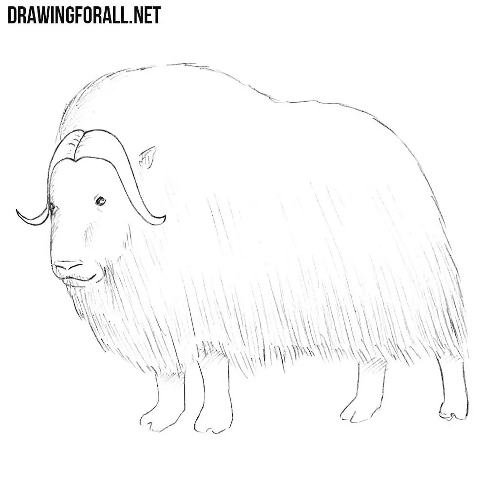 How to Draw a Muskox