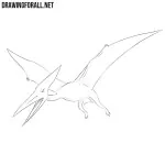 How to Draw a Pterodactylus