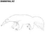 How to Draw an Anteater