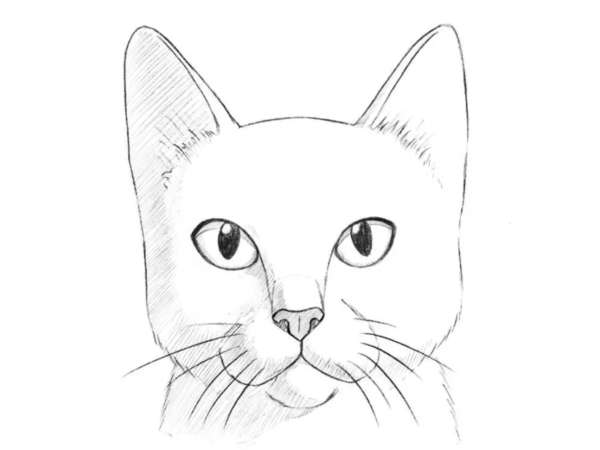 Cat head drawing with realistic shapes and shadows.