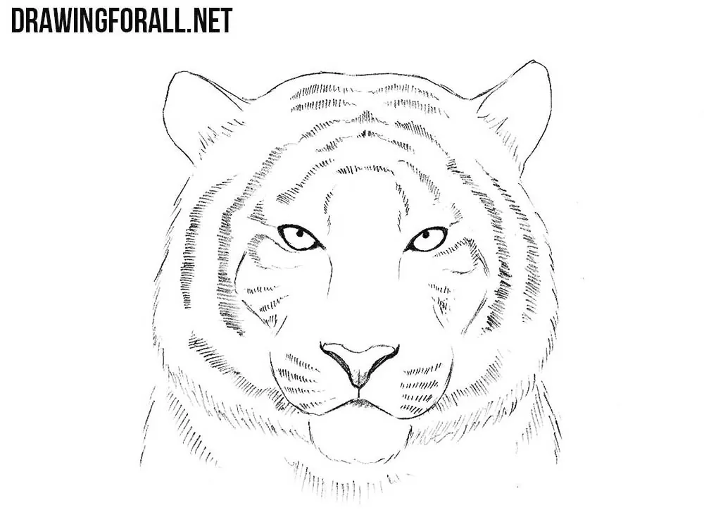 how to draw a head of a tiger