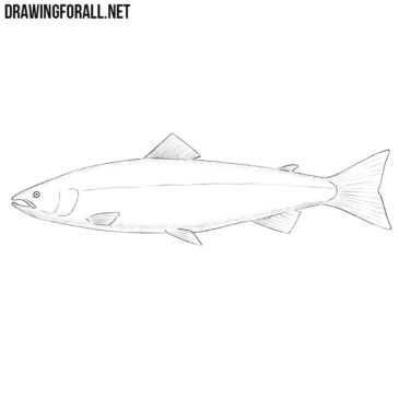 how to draw a salmon | Drawingforall.net