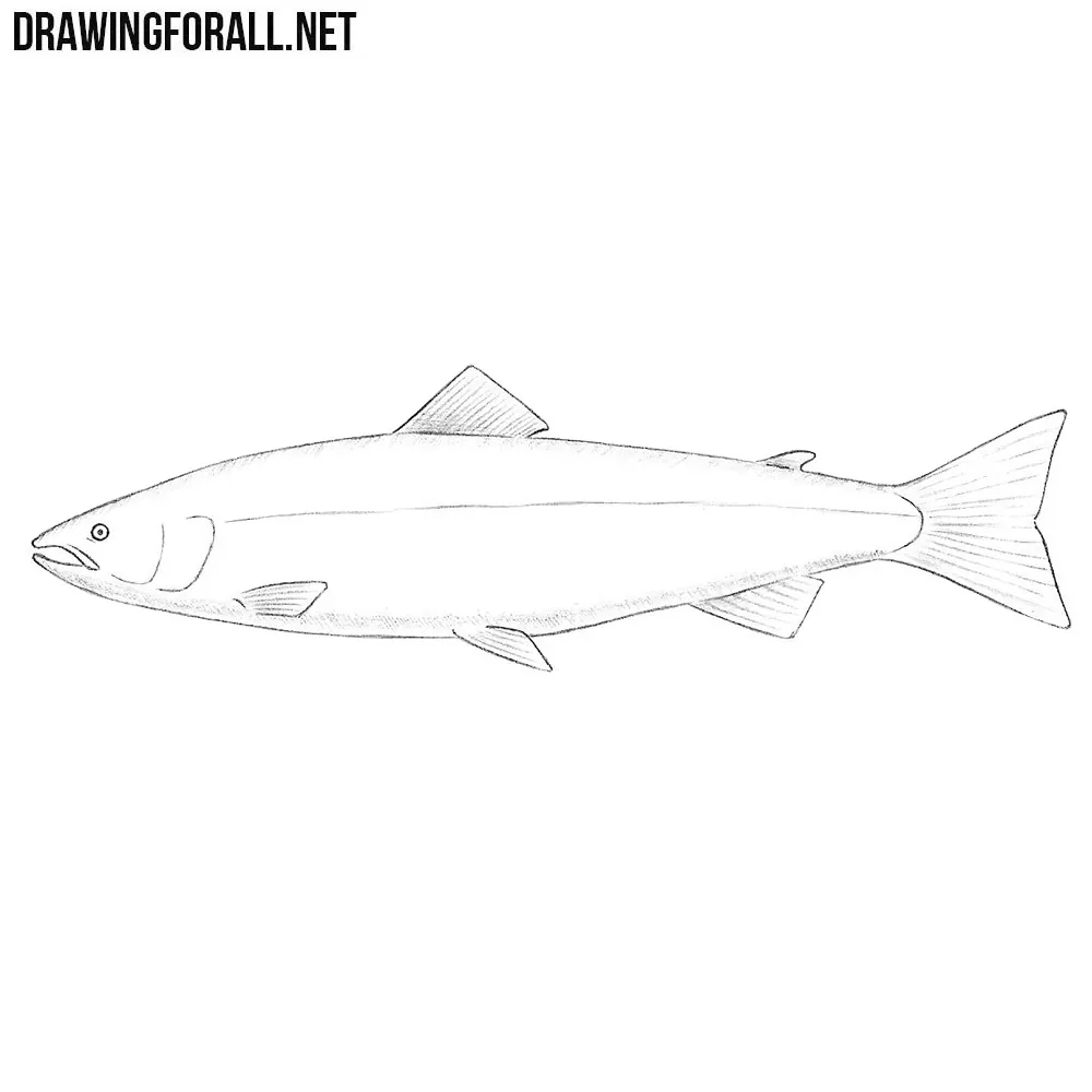How to Draw a Salmon