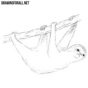 how to draw a sloth