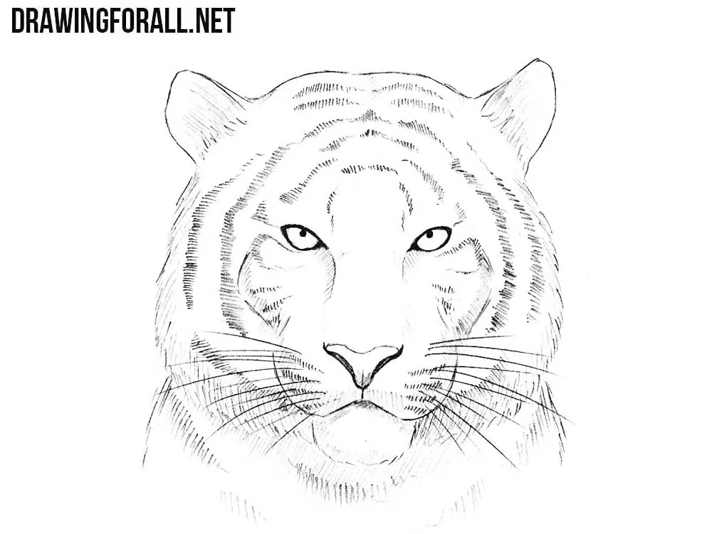 how to draw a tiger's head