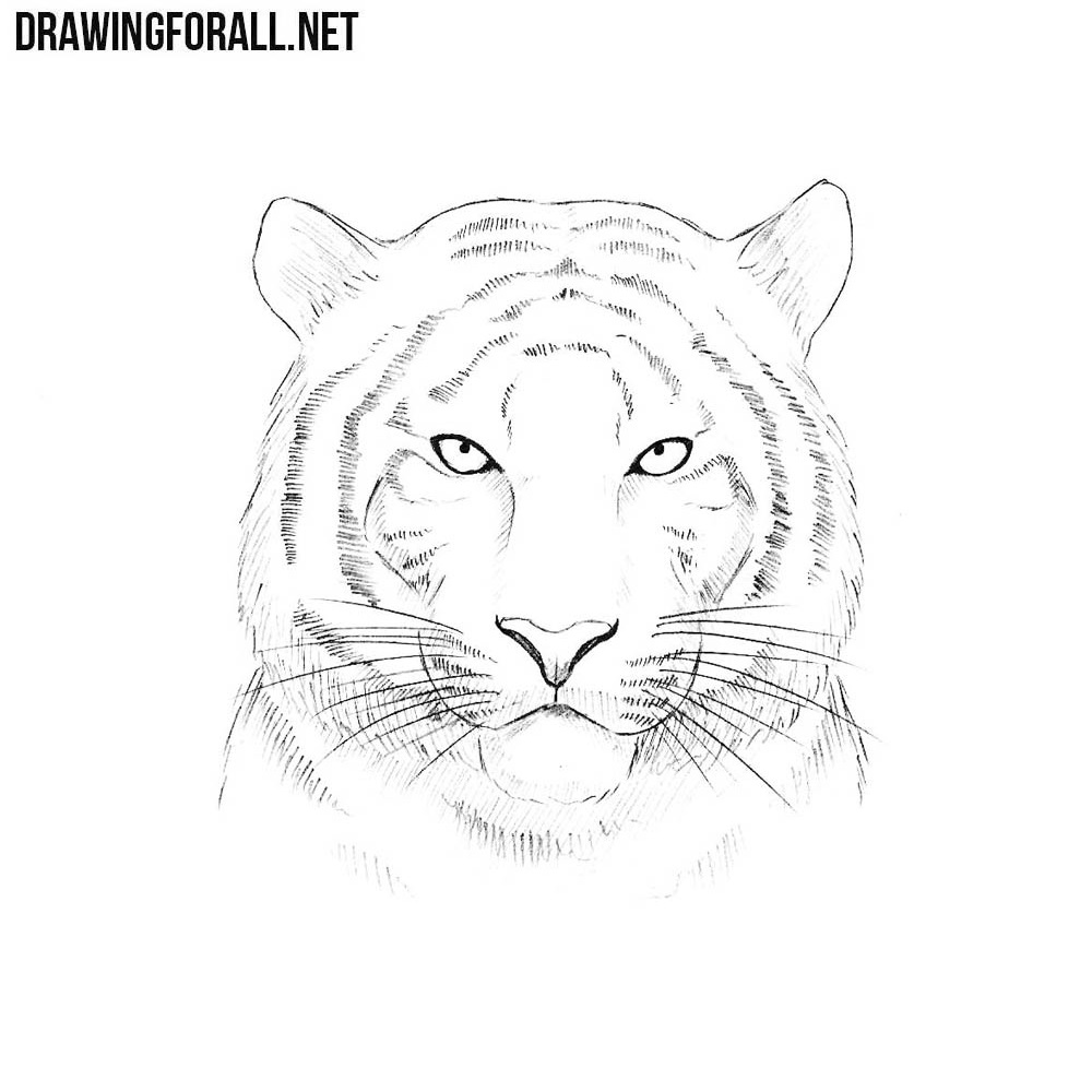 Sitting Tiger Ink Sketch Ink Drawing Pen and Ink Black - Etsy