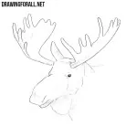 How to Draw an Elk Head