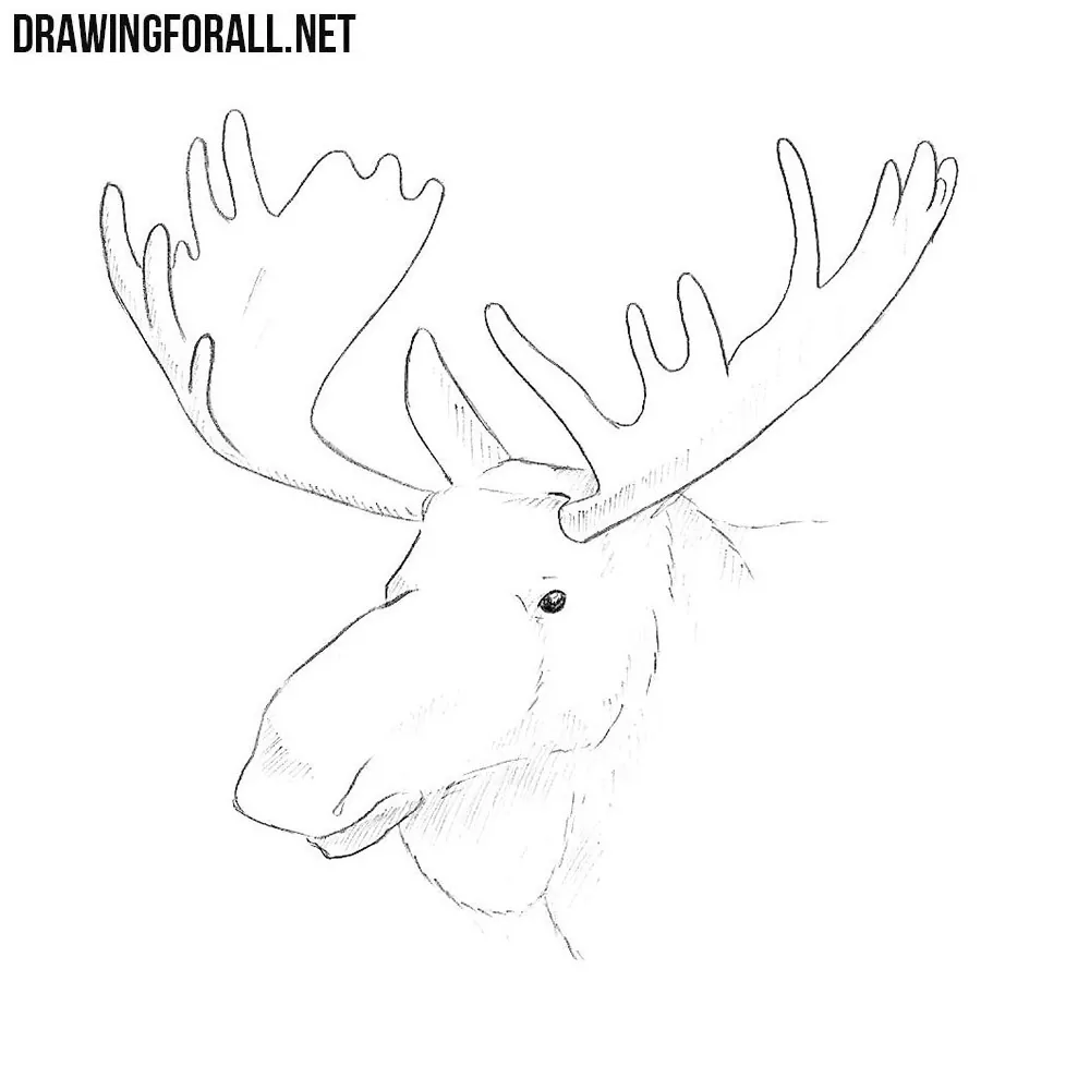 How to Draw an Elk Head