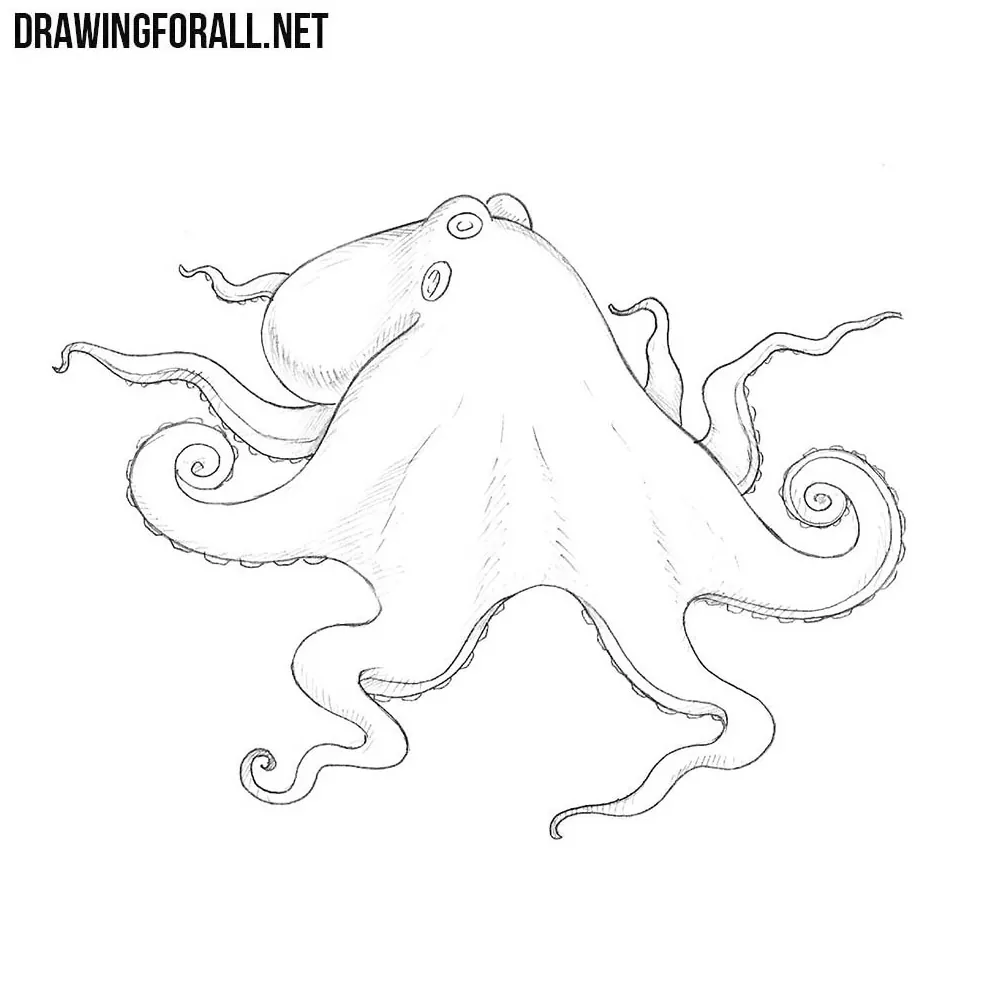 How to Draw an Octopus