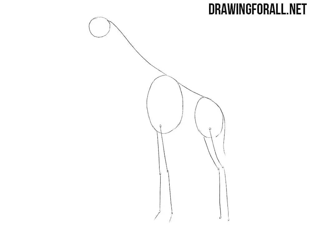 How to draw a giraffe