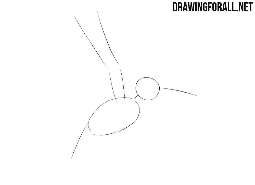 How to draw a humming bird