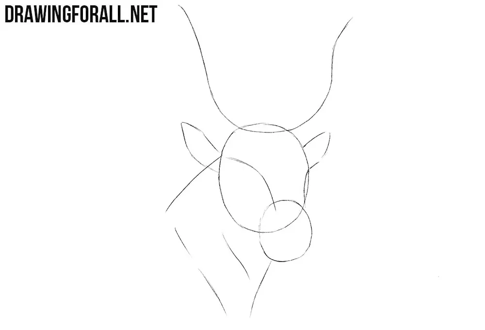 How to draw a bull