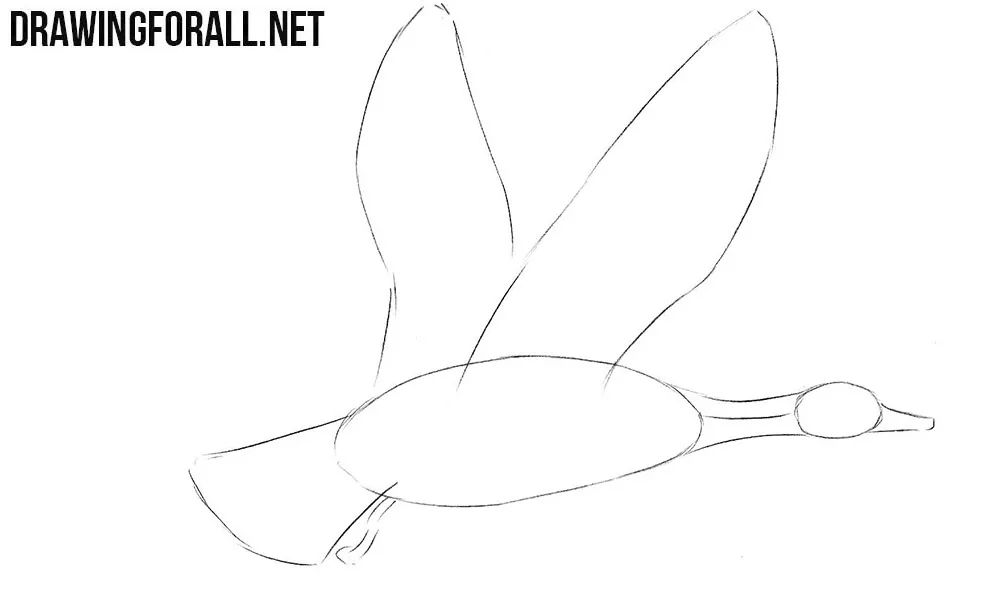 How to draw a mallard step by step