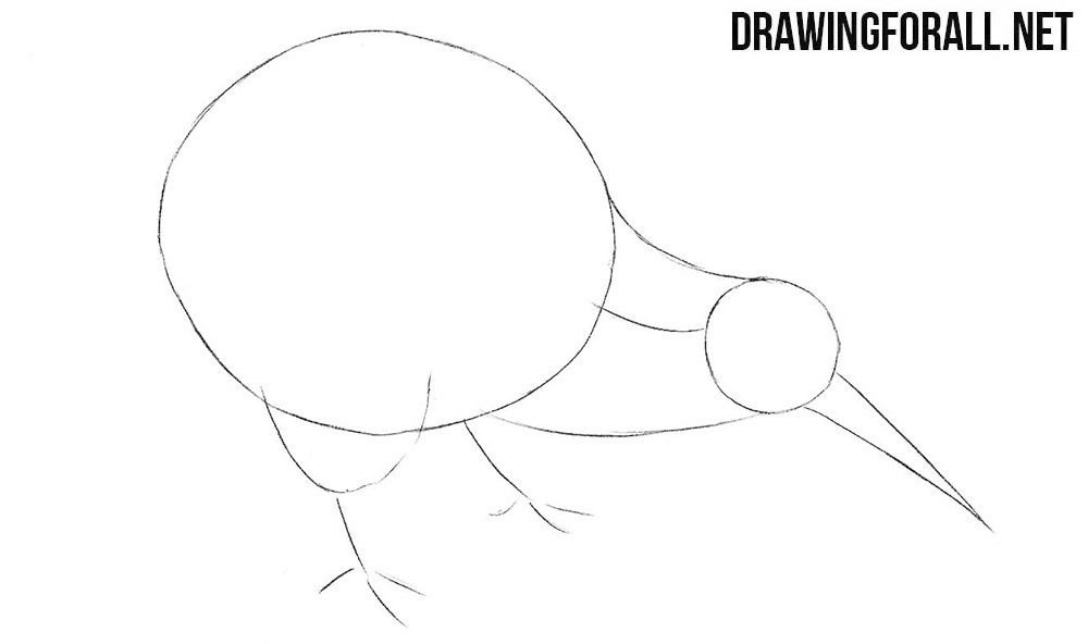 Learb to draw a kiwi bird step by step