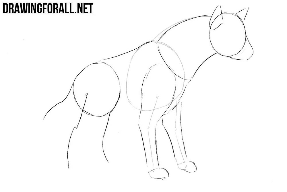 Learn how to draw a hyena step by step