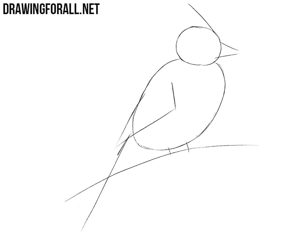 Learn how to draw a northern cardinal step by step