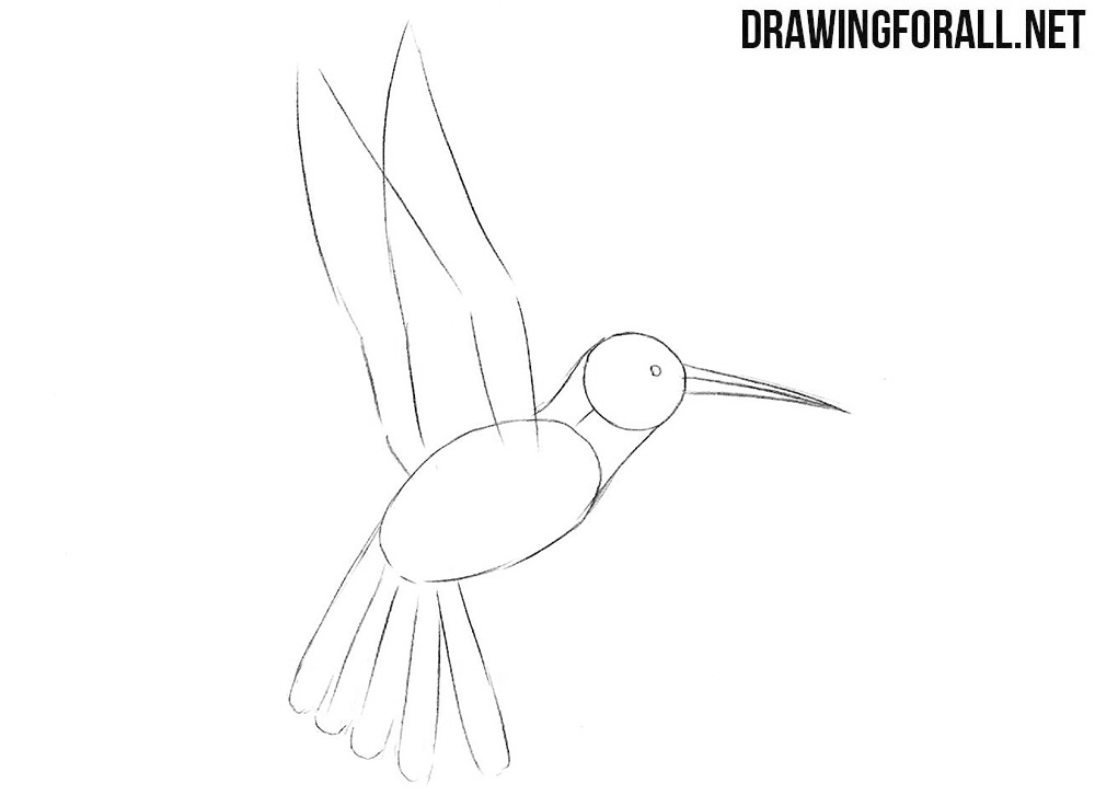 Learn to draw a humming bird