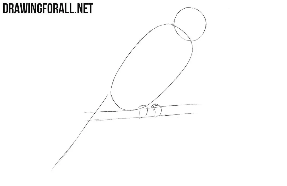Learn to draw a parrot