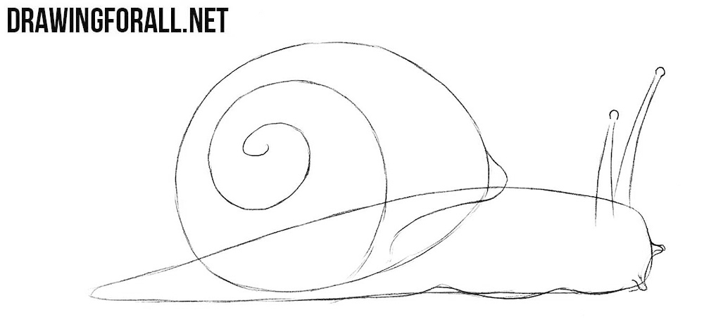 Learn to draw a snail