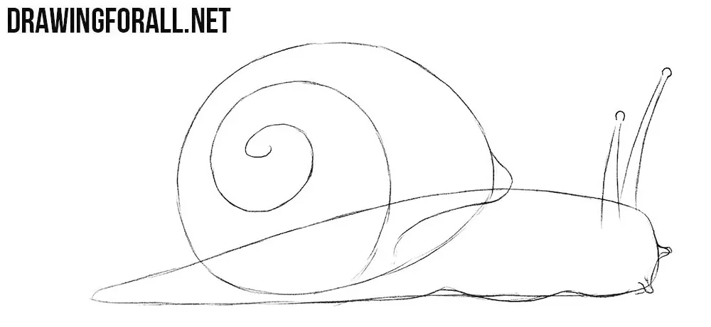 Learn to draw a snail