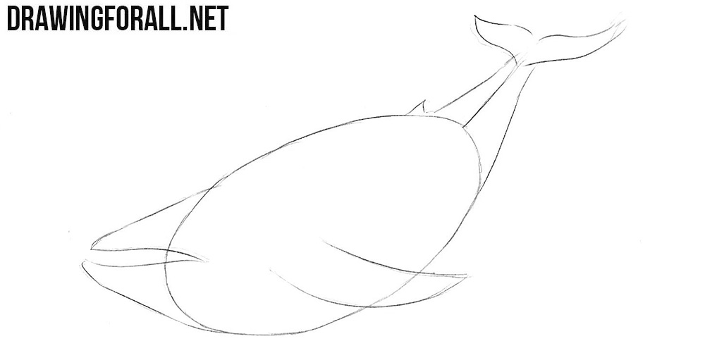 Learn to draw a whale step by step