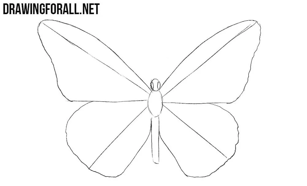 learn how to draw a butterfly