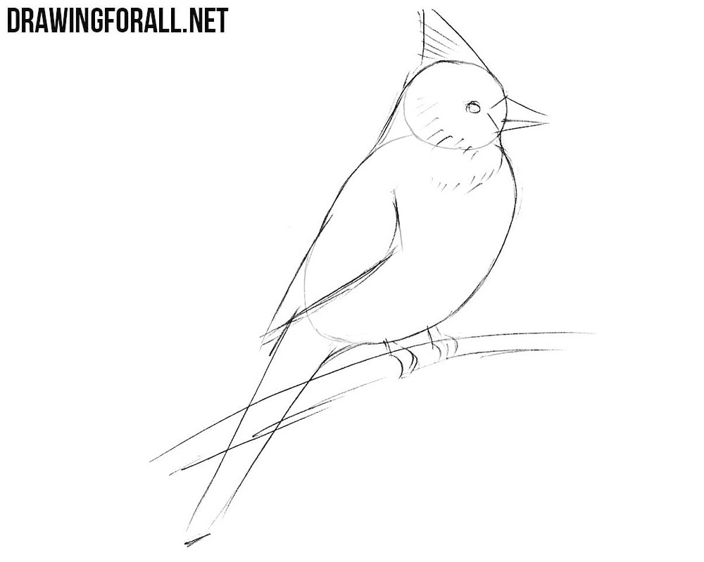 Draw a northern cardinal step by step