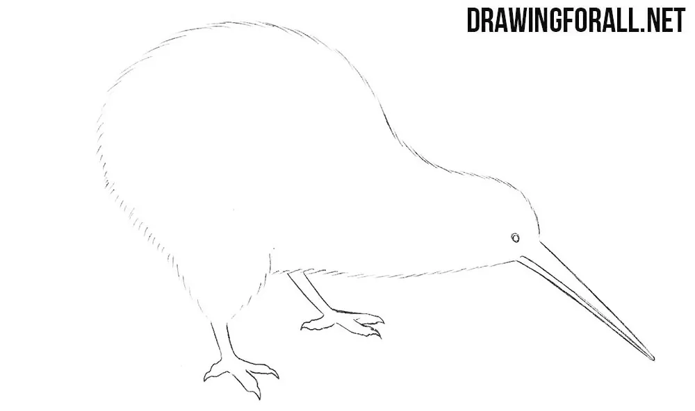 How to draw a kiwi bird step by step