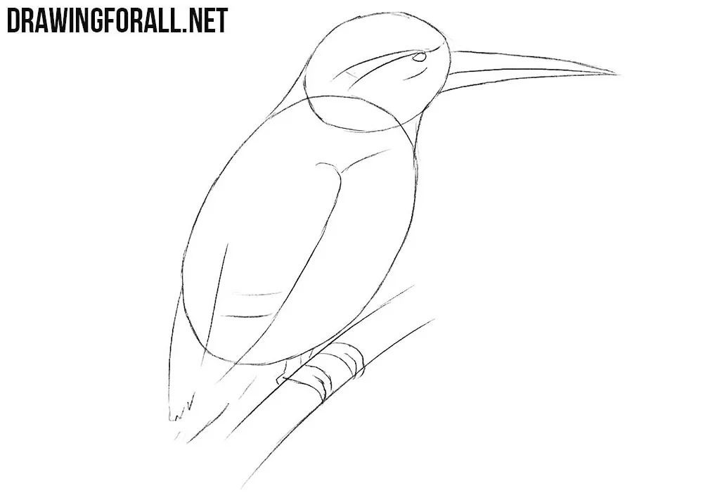 How to sketch a kingfisher step by step