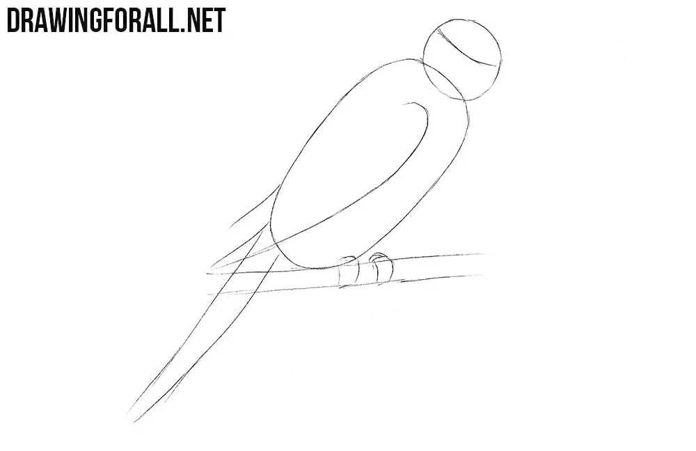 How to sketch a parrot
