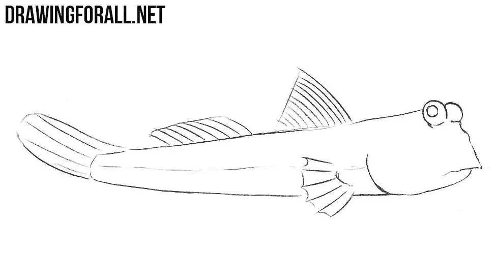 How to sketch a periophthalmus