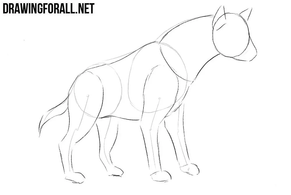 Learn how to draw a hyena step by step