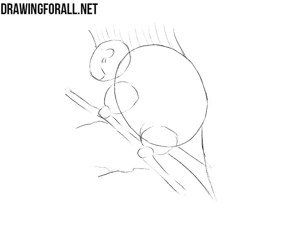 Learn how to draw a north american porcupine step by step