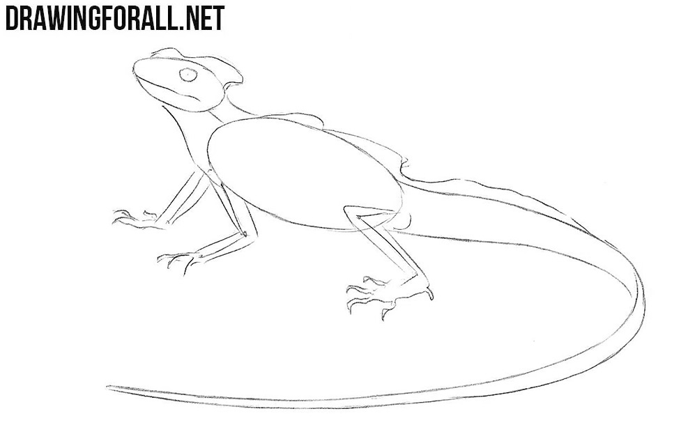 Learn to draw a Basilisk Lizard step by step