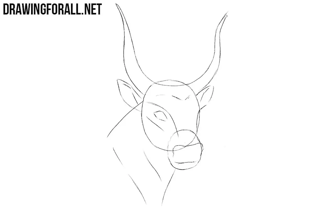 Learn to draw a bull head step by step
