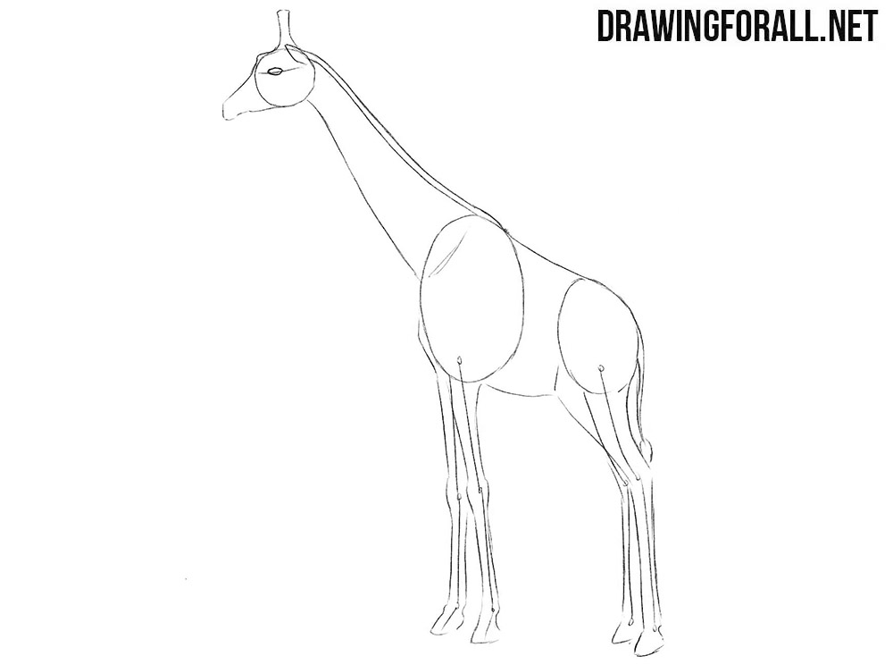 Learn to draw a giraffe