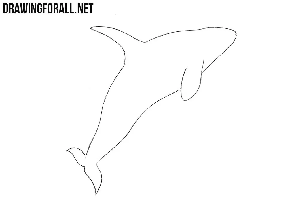 Learn to draw a killer whale step by step