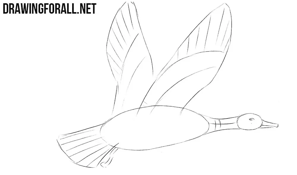 Learn to draw a mallard step by step