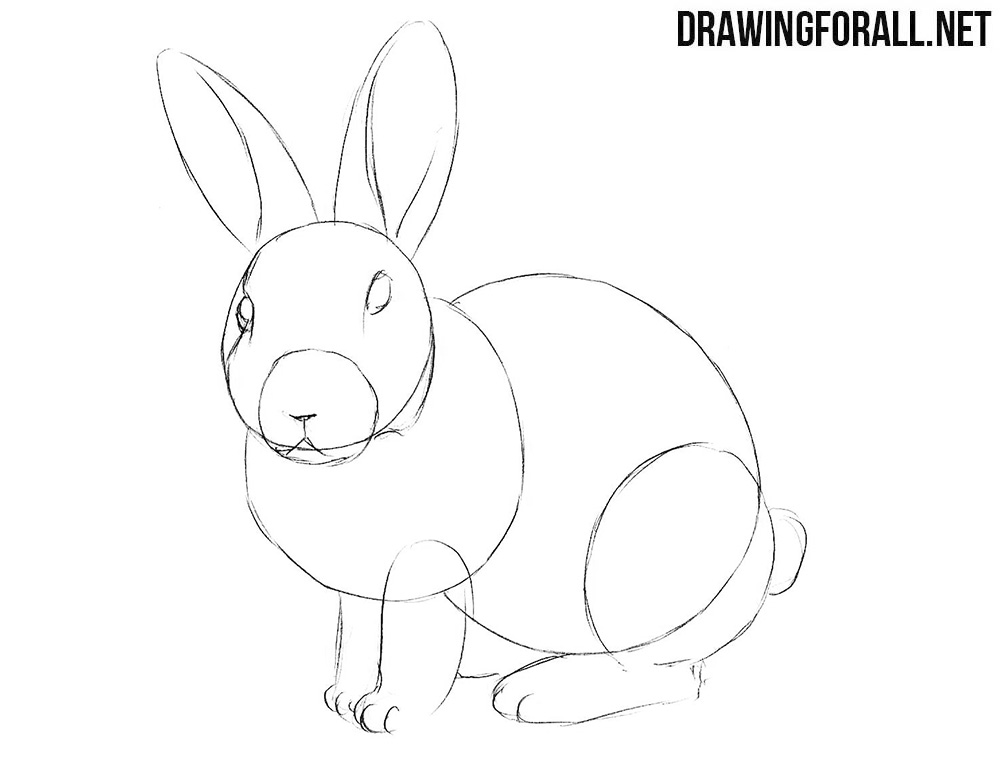 Learn to draw a rabbit easy