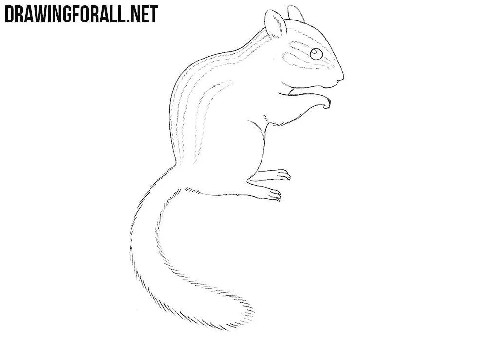 Chipmunk drawing tutorial