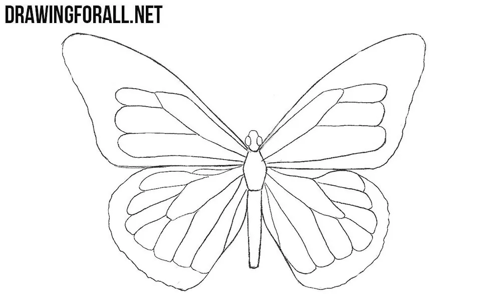 How to draw a butterfly step by step