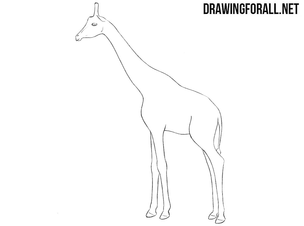 How to draw a giraffe step by step