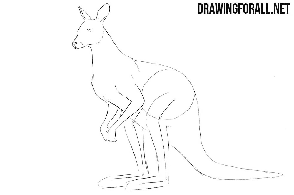 How to draw a kangaroo step by step