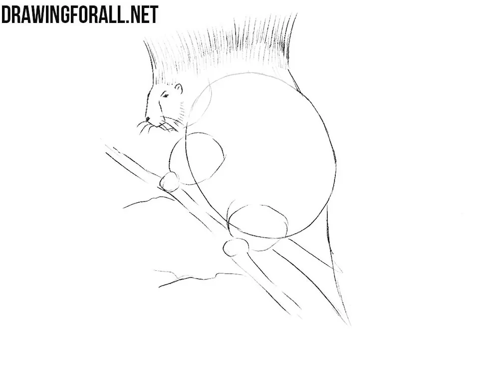 How to draw a north american porcupine step by step