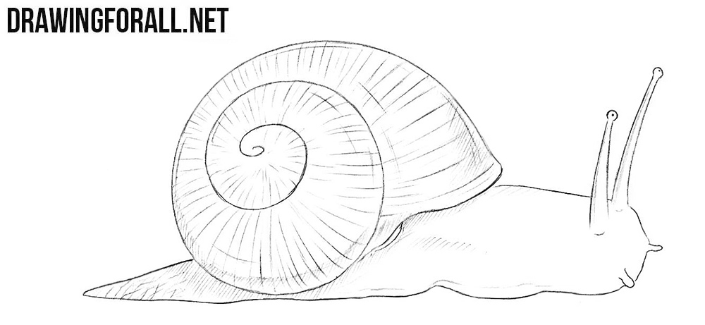 How to draw a snail